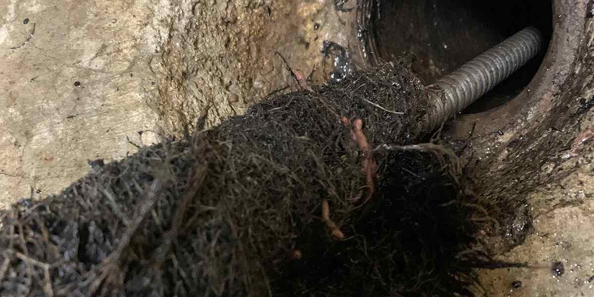How To Get Rid Of Tree Roots In Sewer Line