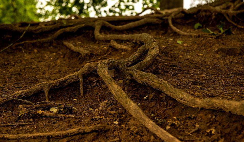 How To Get Rid Of Tree Roots In Sewer Line 2 Signs of Tree Roots in Sewer Line